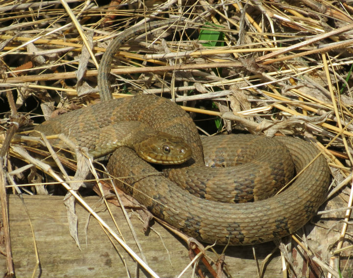 Northern Water Snake